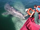 They played around with the panga, diving under, swimming all around...