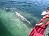 A big fin.