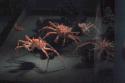 King crabs at Monterey Aquarium.  Kinda scary when one of them jumps straight up about 8 inches!