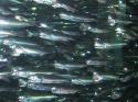 Anchovies!  Note how some of them have their mouths WIDE open to catch food.  Pizza anyone?  