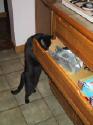 Finally in Trumansburg, Gandalf inspects the mouse we caught in the have-a-heart trap.