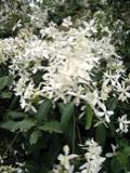 Jasmine flowers growing in abundance in GG park.