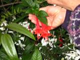 More GG park flowers