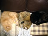 3 cats on Ariana's spring break