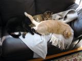 More cats.