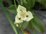 Flower at Pomona