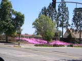 Flowers in Claremont