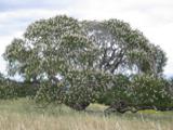 Flowering Tree
