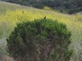 Red-wing Blackbird