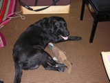 Winston and his Pheasant at Frishman's.