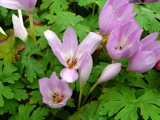 Flowers in St. Andrews.