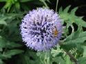 IMG_1035.jpg