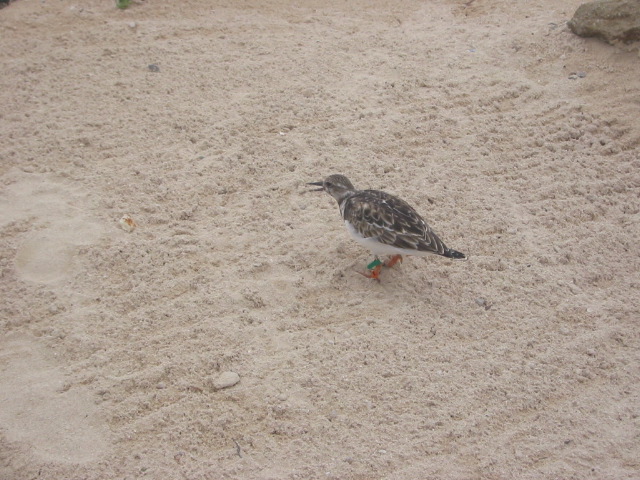 Bird 1