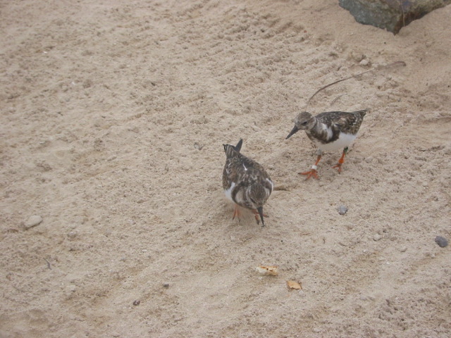 Bird 2