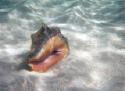 A nice live conch