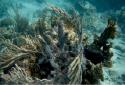 The conditions were great for photography, so we took some coral pictures.