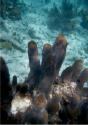 More coral formations.
