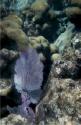 A nce sea fan.