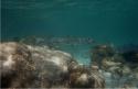 We saw a couple of barracuda.  The larger one was about 3.5', the smaller probably under 2.