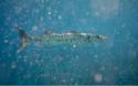 The big barracuda.  Again.