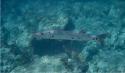 The smaller barracuda.