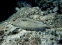 A nice flounder.  Note the pectoral fin -- it flips up just as the flounder takes off from resting on the bottom.