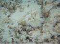 Another view of the flounder