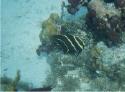 Juvenile French Angelfish