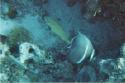 Two Frenchies: a Grunt, and a Juvenile Angelfish.