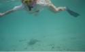 Gitte fish