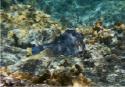Honeycomb Cowfish
