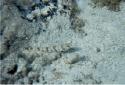 A bottom-dweller: Bluestriped Lizardfish