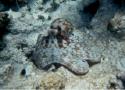 Octopus on the hoof.