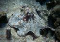 Octopus shows beautiful skirt.