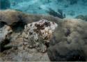 More Octopus