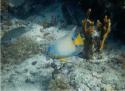 Queen Angelfish