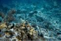 A school of Juvenile Clown Wrasses