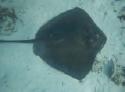 Southern Stingray