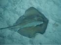 Stingray with Bar Jack companion.