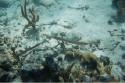 Trumpetfish come in several colors (brown, silver, blue, and yellow) and in quite a range of sizes.  They swim horizontally.