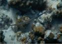 Blue Trumpetfish