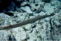 Trumpetfish