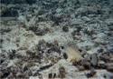 Smooth Trunkfish.  Related to Cowfish.
