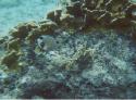 Smooth Trunkfish