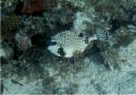 More Smooth Trunkfish.