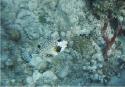 Smooth Trunkfish yet again.