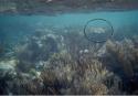 We saw several Turtles.  Got close enough to a couple of them to touch them.  This one's visible in the circle.