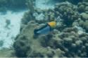 Yellowhead Wrasse Supermale