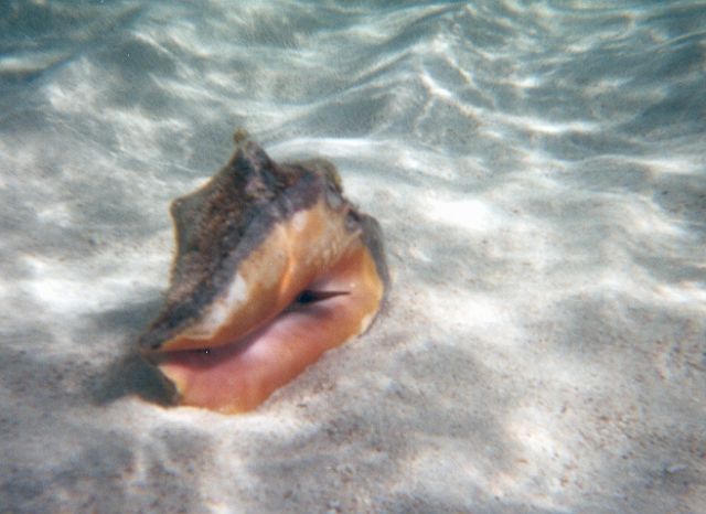 conch1.jpg
