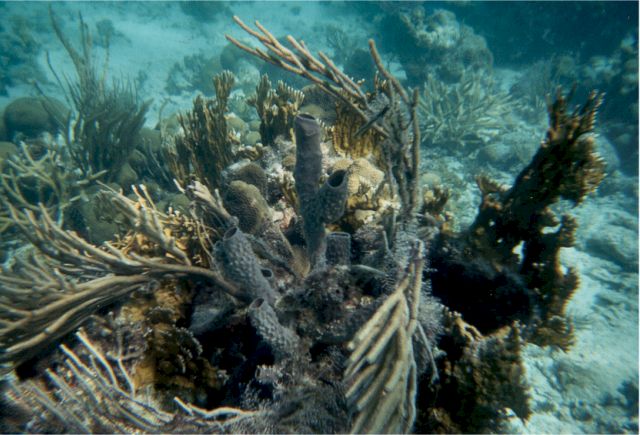 coral1.jpg